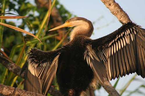 Snake-bird Darter (Anhinga melanogaster)