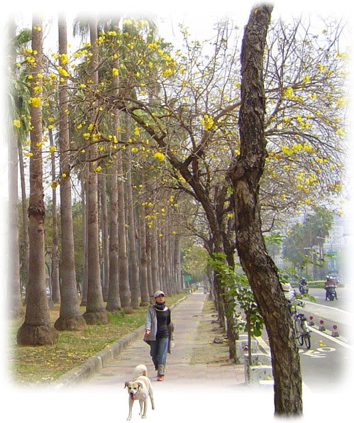 無限台南/黃花風鈴木