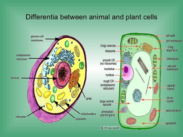 33 Typical Plant And Animal Cells Diagram And Coloring