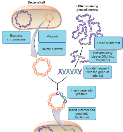 32 Label The Dna - Labels Information List