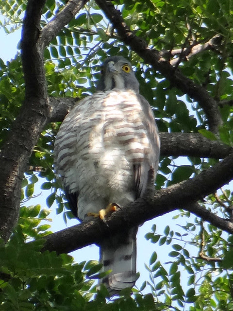 鳳頭蒼鷹/無限台南