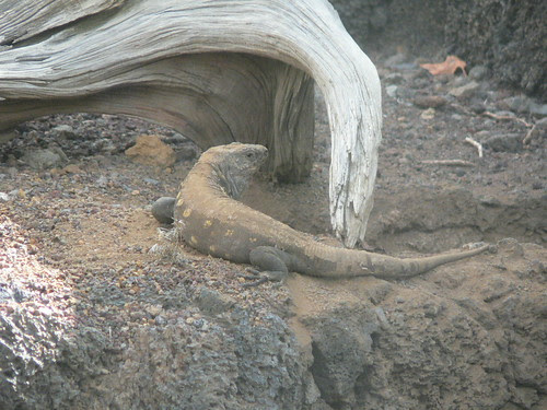 Lagarto_1