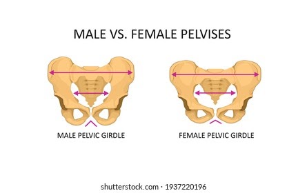 Male Pelvic Bone Anatomy : 5 Facts About The Anatomy Of The Pelvic