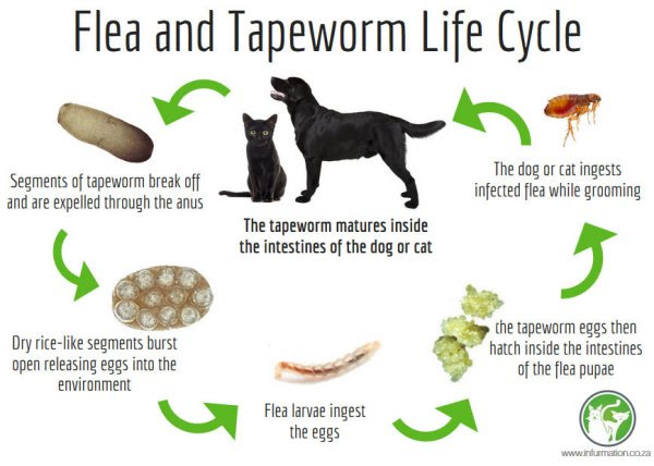Types Of Worms In Cats That Look Like Rice