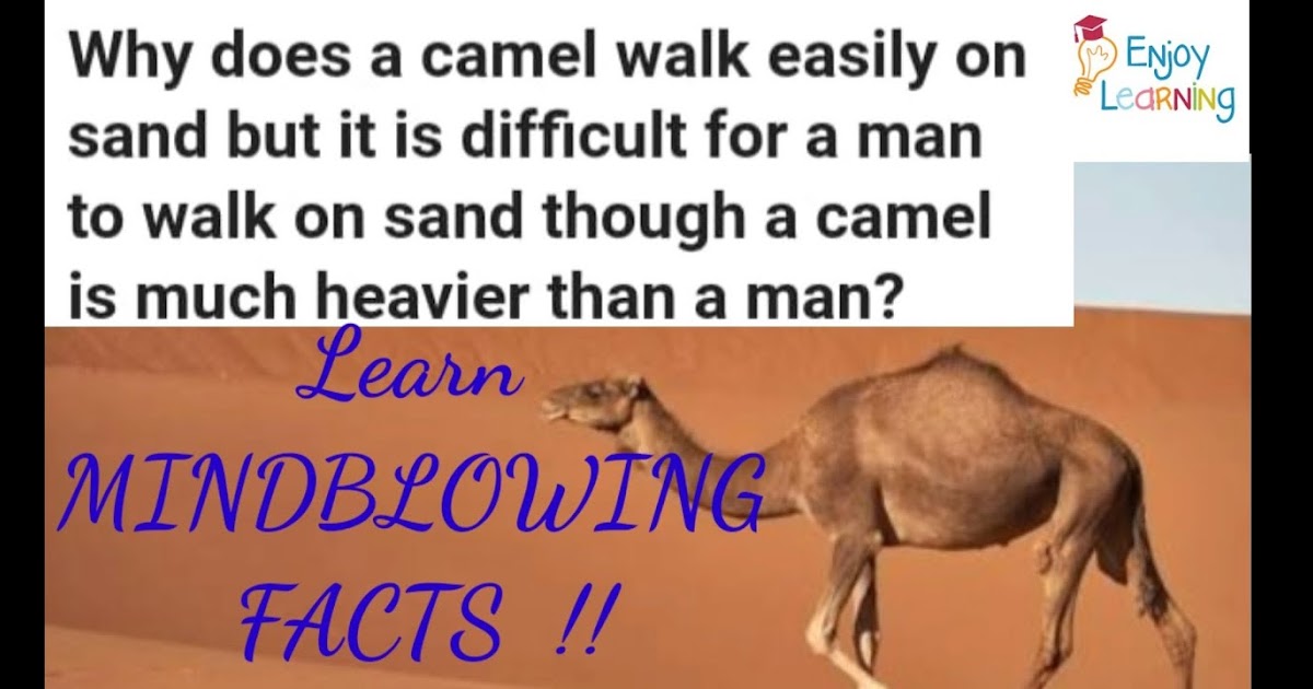 How Long Can A Camel Walk - — тебе не нужно ехать в пустыню, чтобы