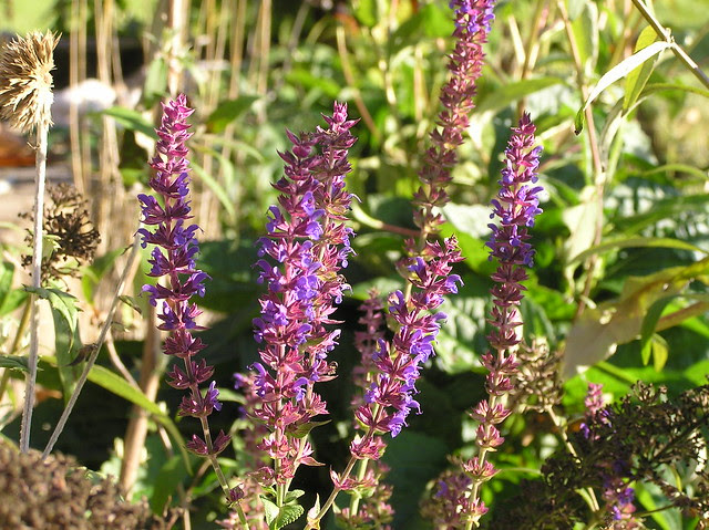 Salvia 'Ostfriesland'