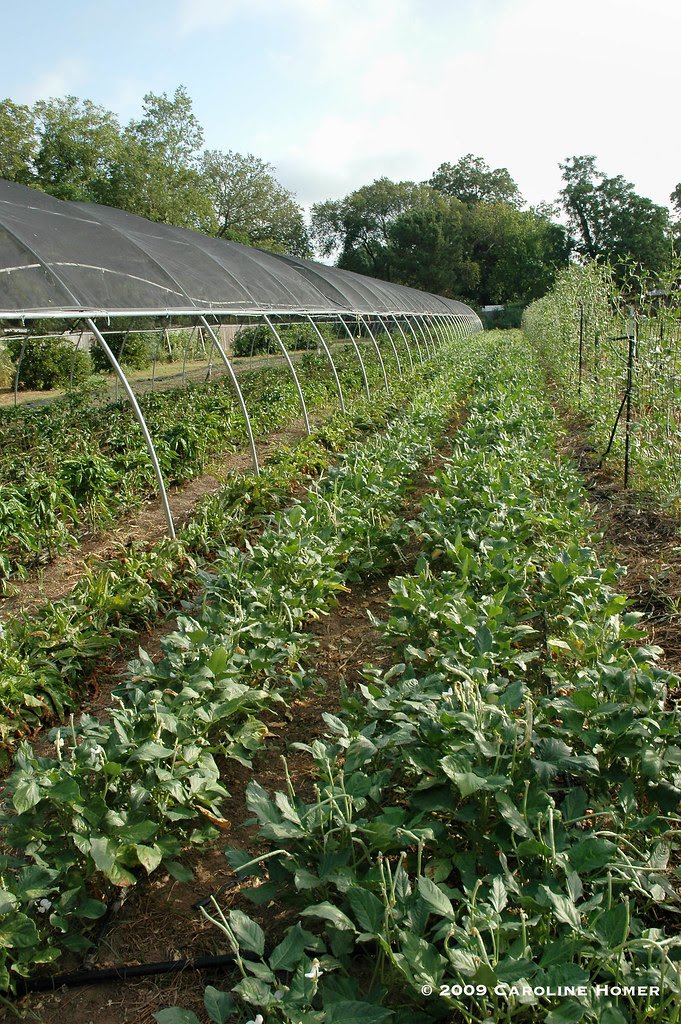 Creamer pea field at Boggy Creek Farm