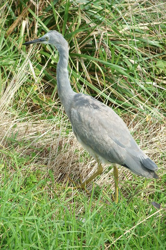 Awakino beach heron