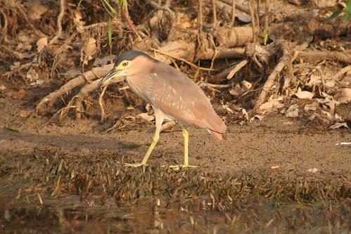 Rufous Night Heron (Nycticorax caledonicus)