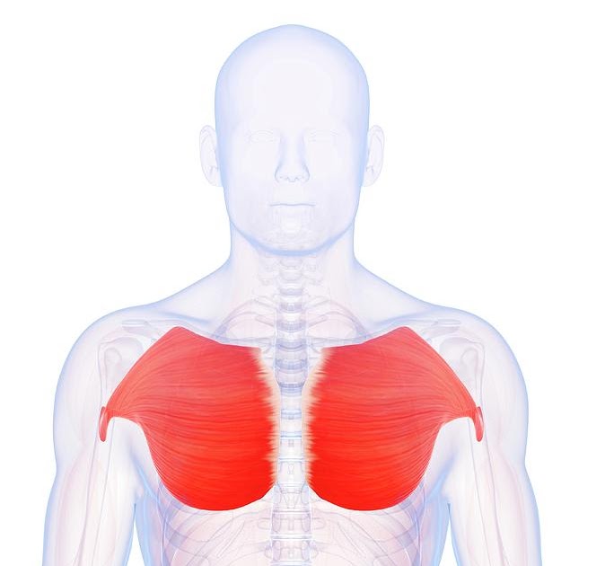 Human Chest Muscles Anatomy : Human Chest Muscle For Anatomy And