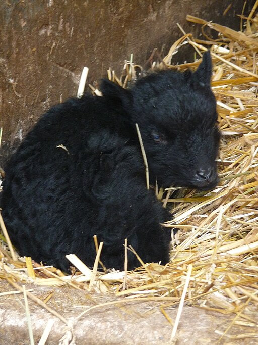 Schlafendes Lamm