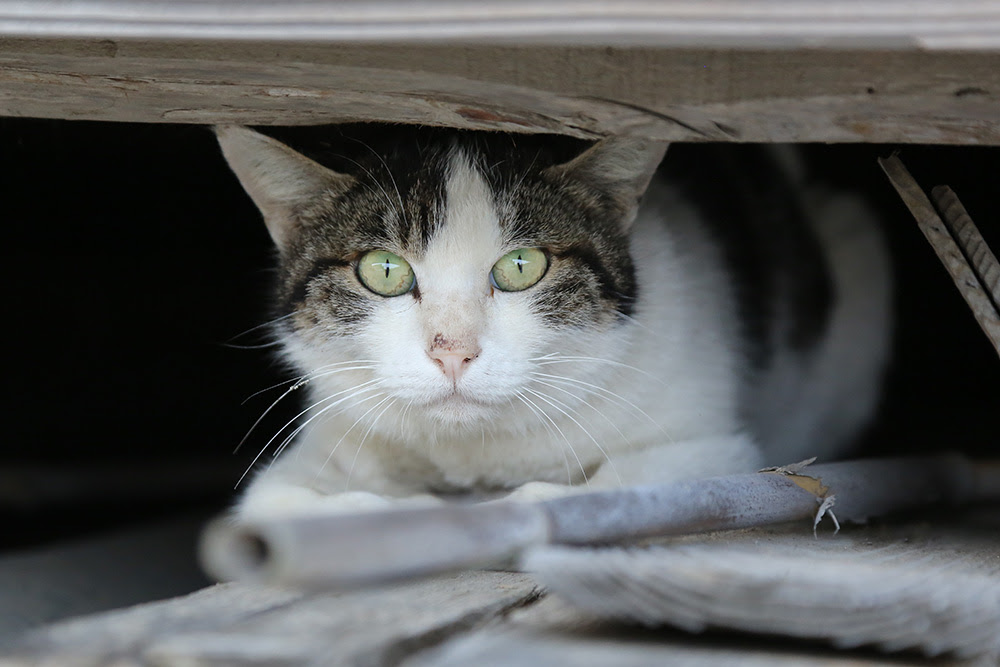 猫 瞳孔 開い た まま