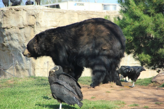 black bear side vultures (640x427)