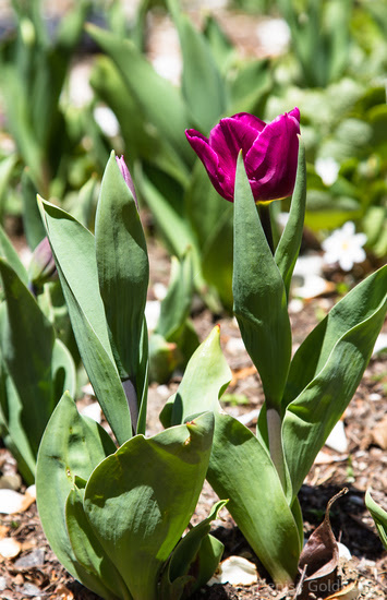 an early blooming tulip