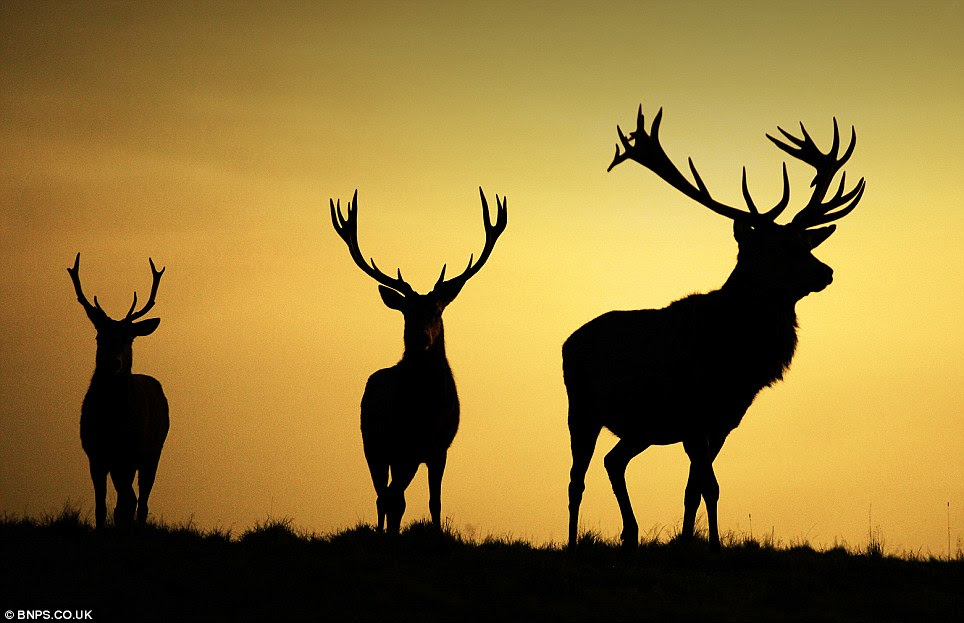 Stags at dawn: Photographed by Alex Saberi