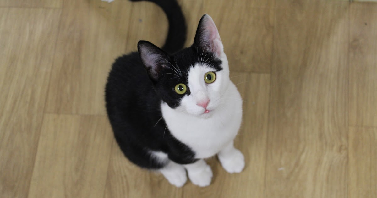 10+ Kpop Kitty - Kpop Lovin