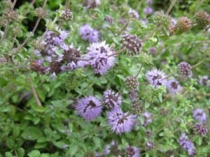 11 Plants That Repel Mosquitoes
