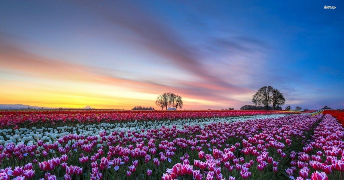 30++ Pemandangan Taman Bunga Tulip Foto Pemandangan HD