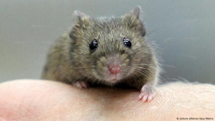 lab mouse