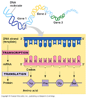 Human Biology: Compendium Review-Cells and Genetics 2