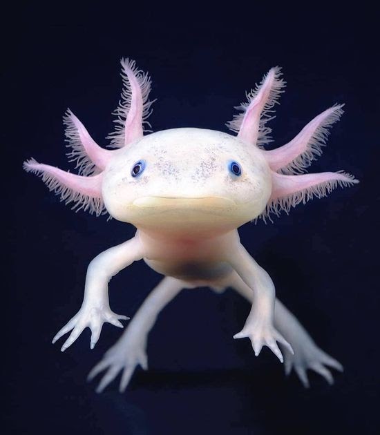 Axolotl Haltung : 249 Die Wundersamen Axolotl Haltung Und Zucht Von
