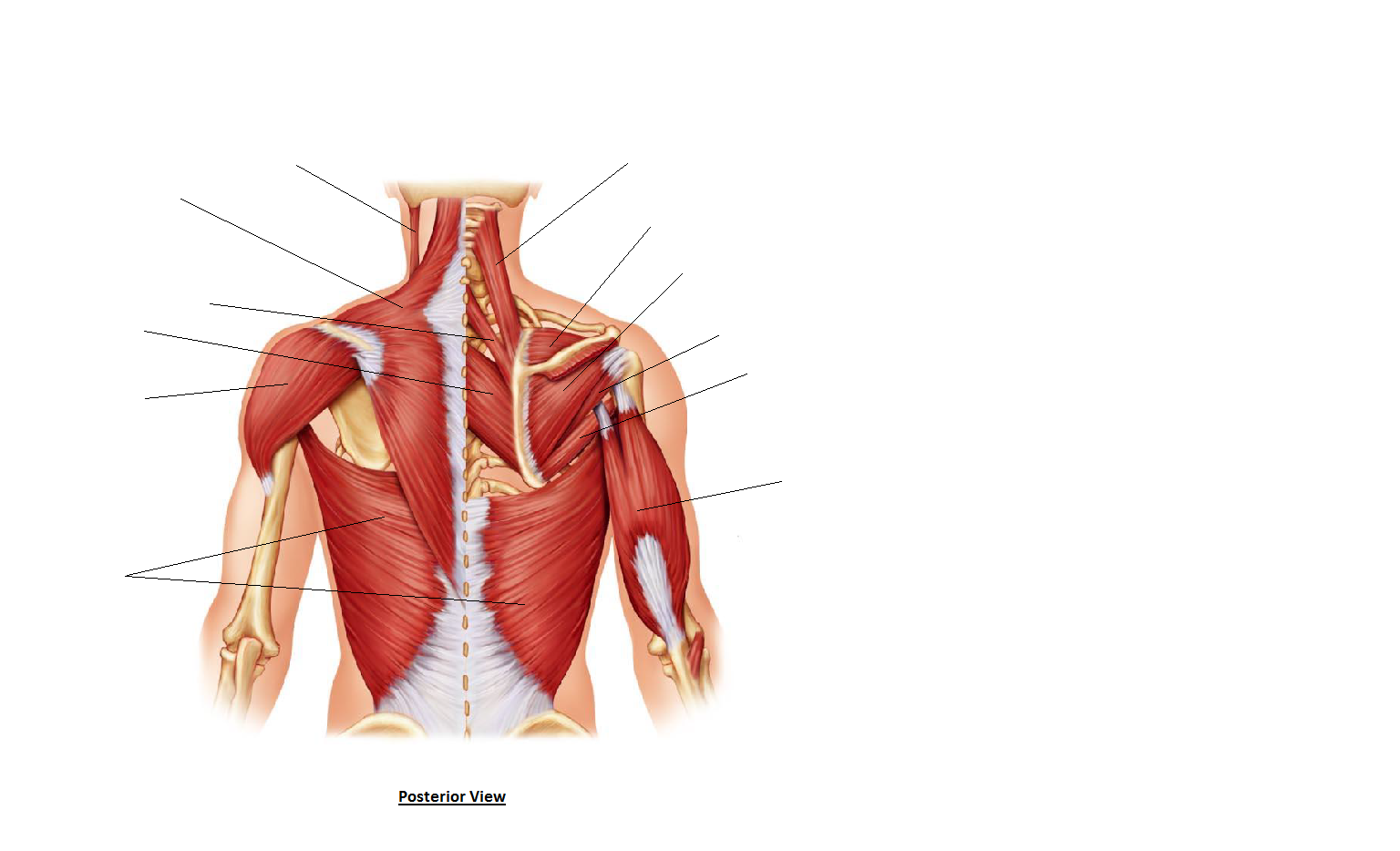 Back Muscles Diagram Simple Labeled Muscles Of Lower Leg Yahoo