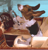 dog
