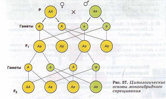 Приведите схемы скрещиваний демонстрирующие наследование пестролистности у растений