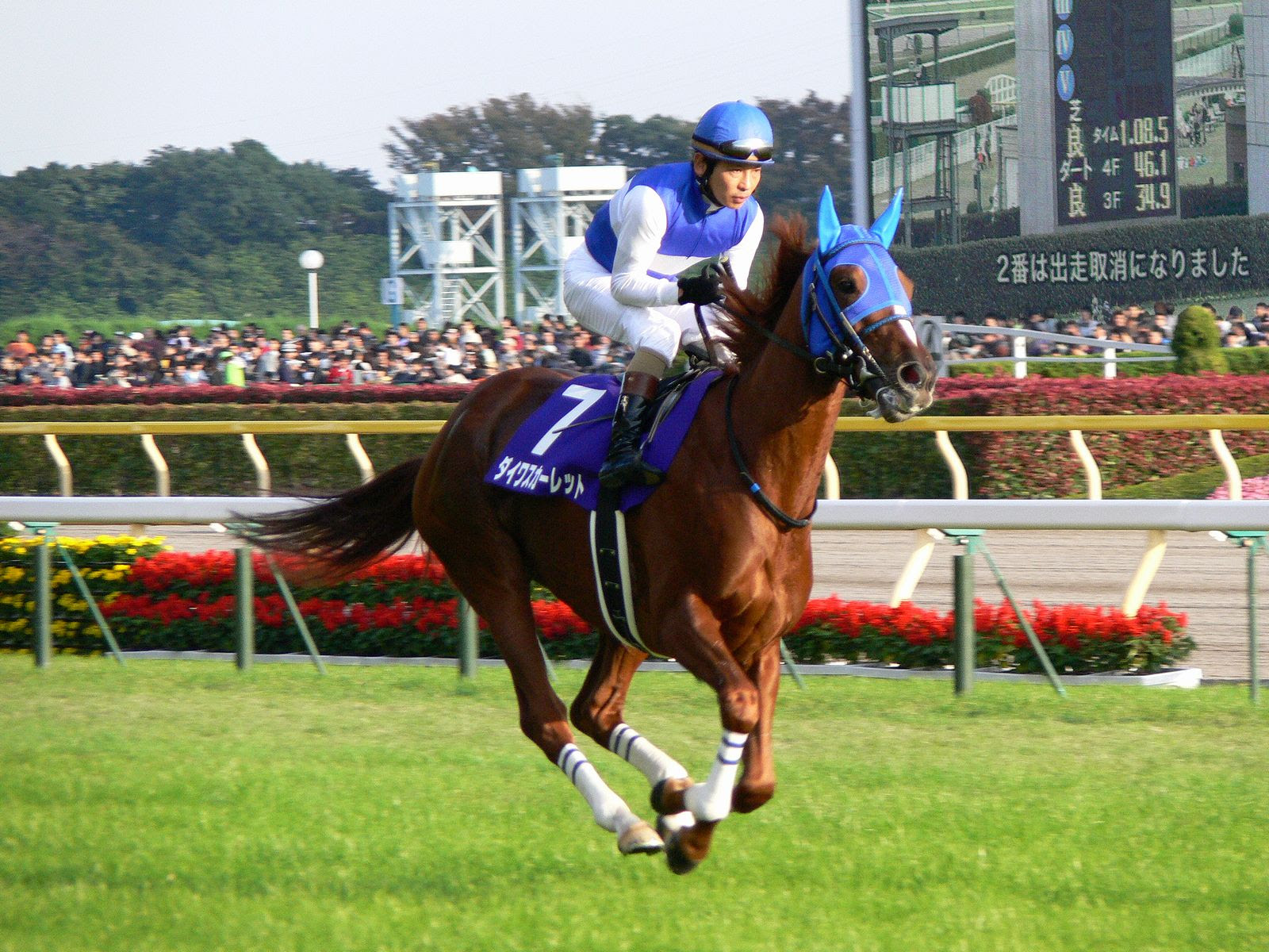 競馬 壁紙 無料 競馬 壁紙 Pc あなたのための最高の壁紙画像