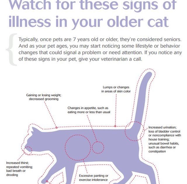 Female Cat Signs Of Uti CATQP