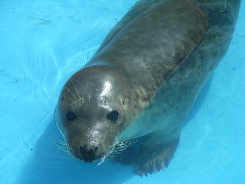Seal