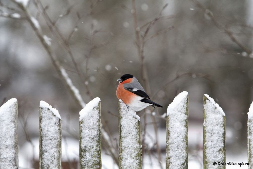 Bullfinch, or ordinary bullfinch (lat. Pyrrhula pyrrhula)