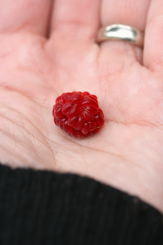 itty bitty raspberry