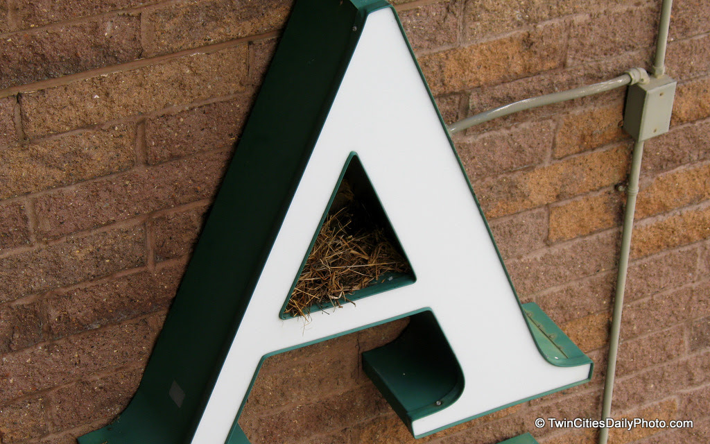 From the sixth floor window of the Northland Inn, located in Maple Grove, my wife spotted this birds in the