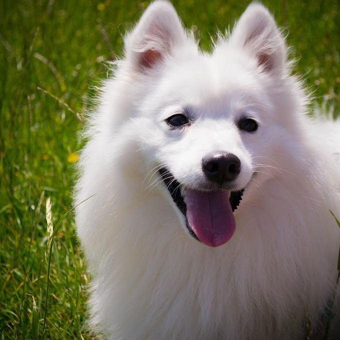 元の白い 大きい もふもふ 犬 最高の花の画像