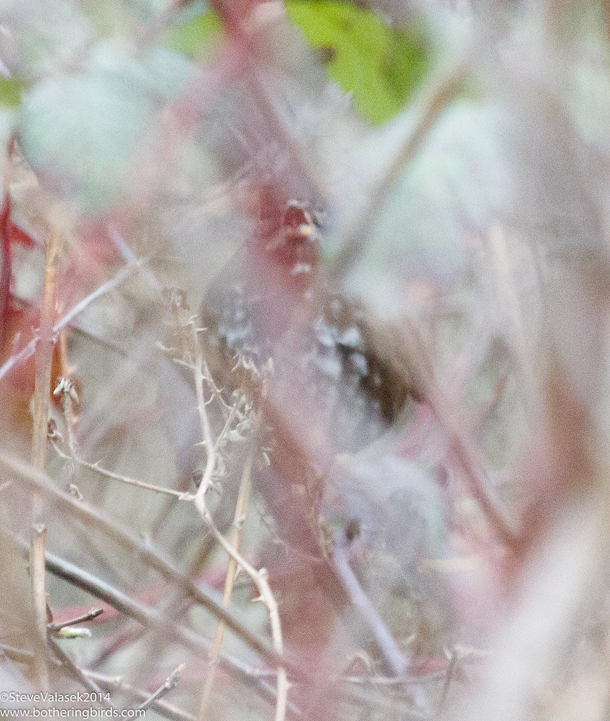 Thrush or Fox Sparrow?