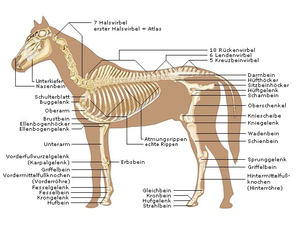 Pferd Anatomie Arbeitsblätter