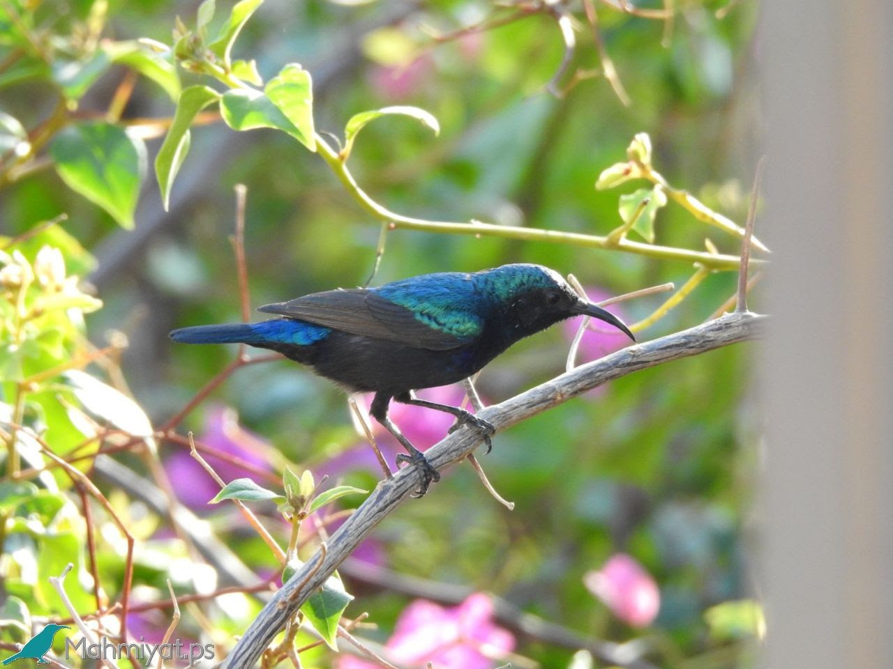 10 Birds Sunbird Coloring Pages - rafambudiono