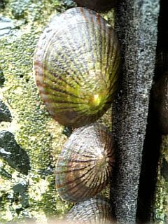 すべての花の画像 トップ100アワビ 似ているもの