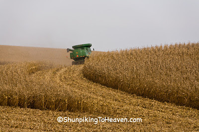 Corn Harvest, Filmore County, Minnesota