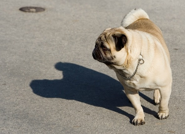 seven-things-about-muscle-spasm-dog-s-hind-leg-you-have-to-experience