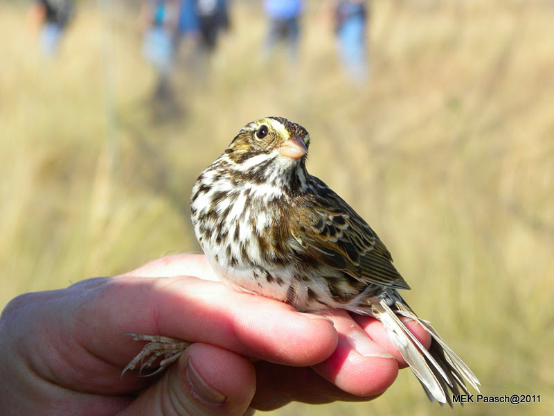 Savannah Sparrow Savannah Sparrow