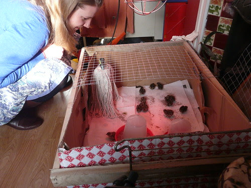 Quail day 1