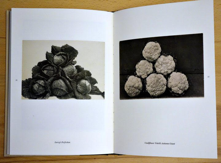 Pages from 'The Plant Kingdoms of Charles Jones' (photo of the book for Hyperallergic)