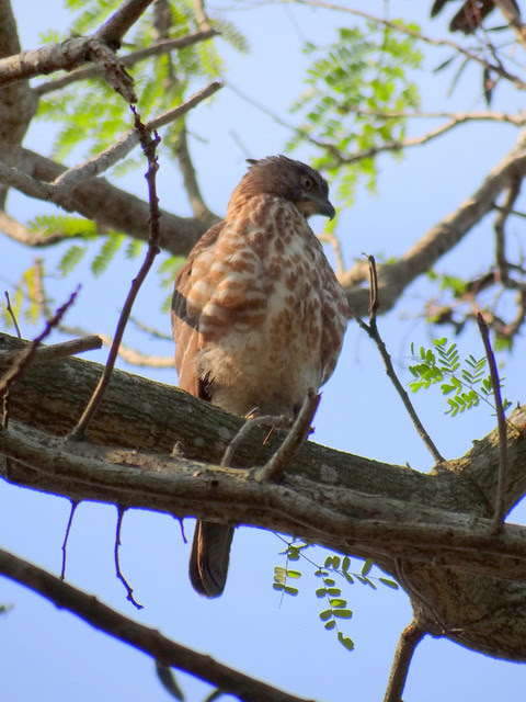 鳳頭蒼鷹/無限台南