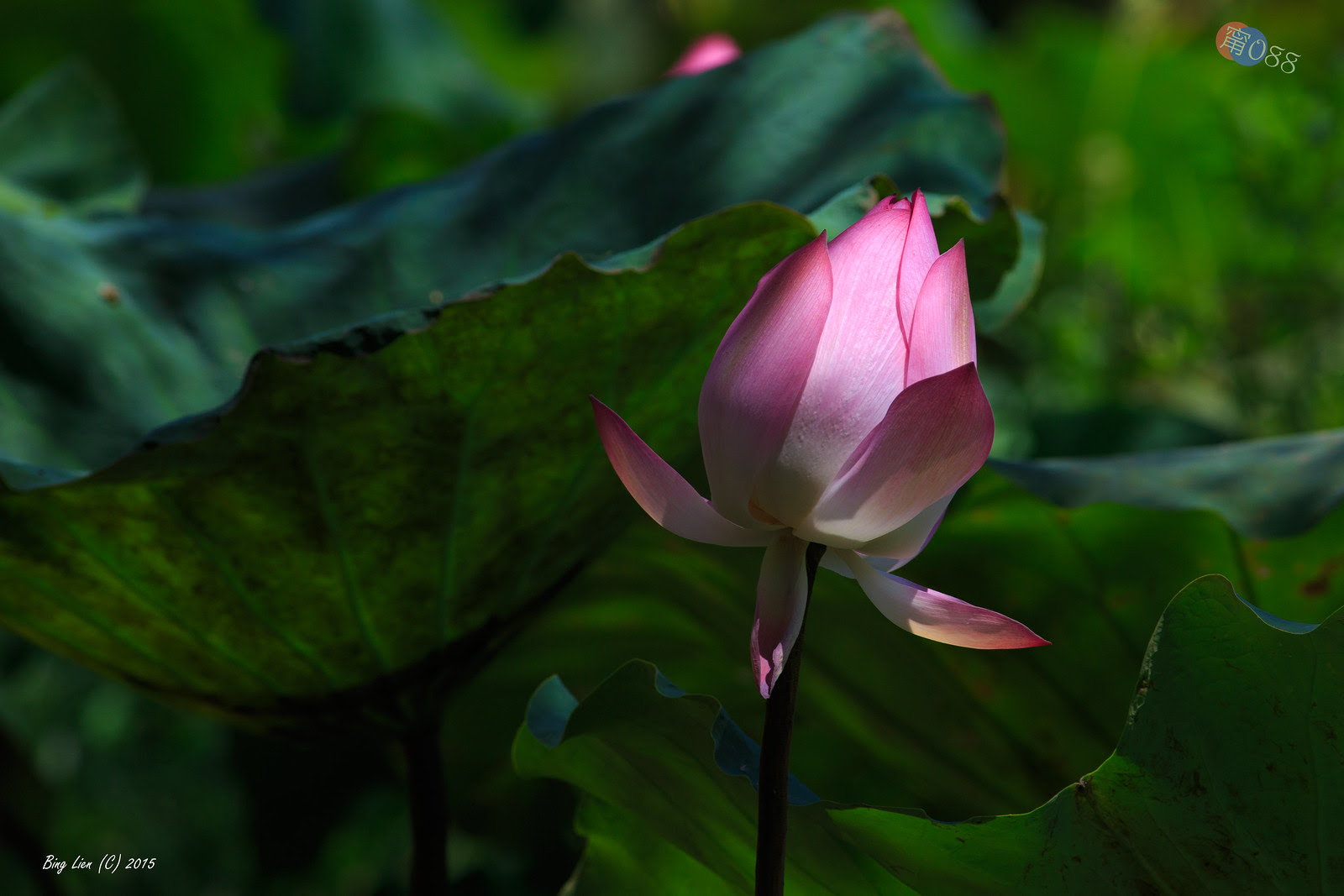 WATER_BING2744_LR