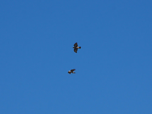Juvenile Red-Tails Over Riverside Drive