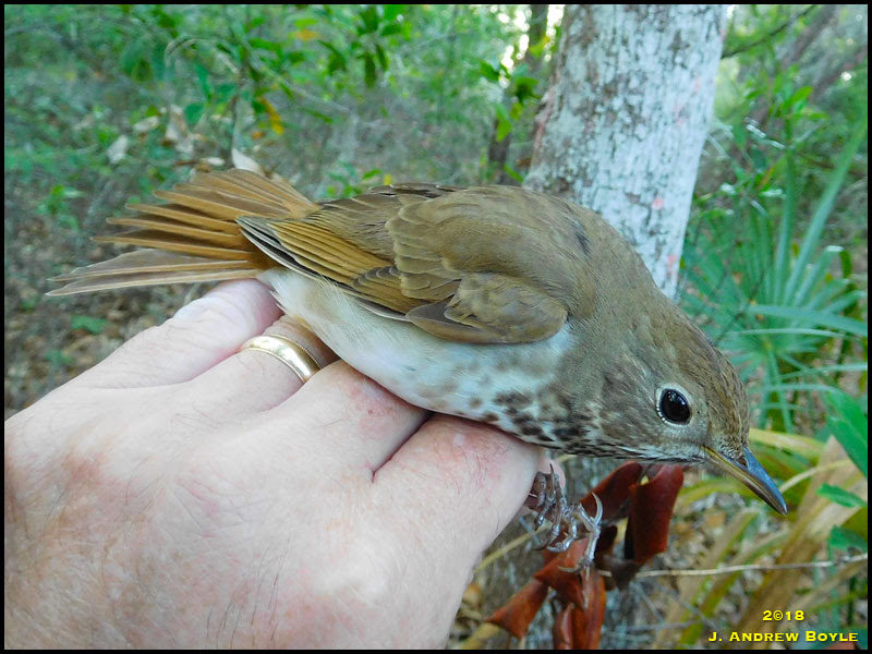 Hermit Thrush Hermit Thrush