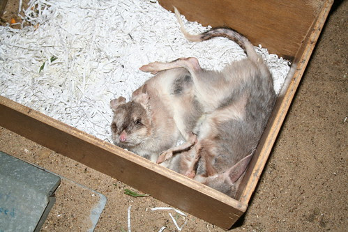 Baby Bilbies