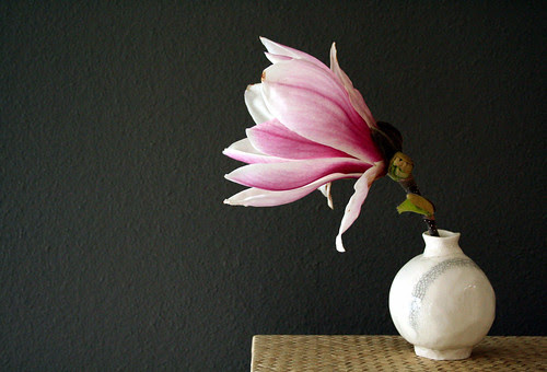 Tulip Tree magnolia
